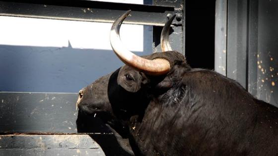 Uno de los toros, en los corrales de Las Ventas