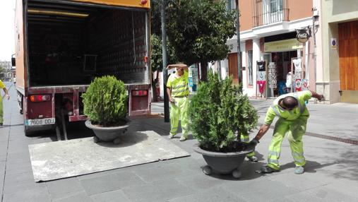Estos maceteros son de menor tamaño que los instalados en el Alcázar
