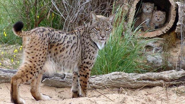 Los atropellos y el furtivismo, principales causas de la muerte de 21 linces en 2012