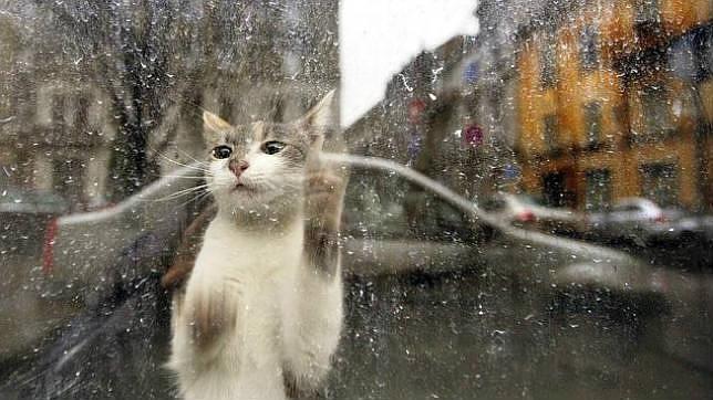Las calles de Málaga cuentan con 119 colonias de gatos