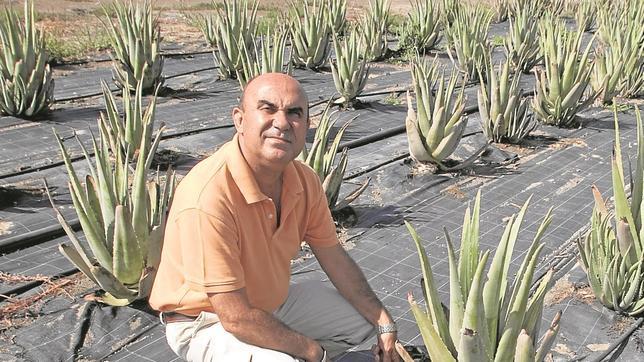 Pablo Peinado en su plantación de aloe vera