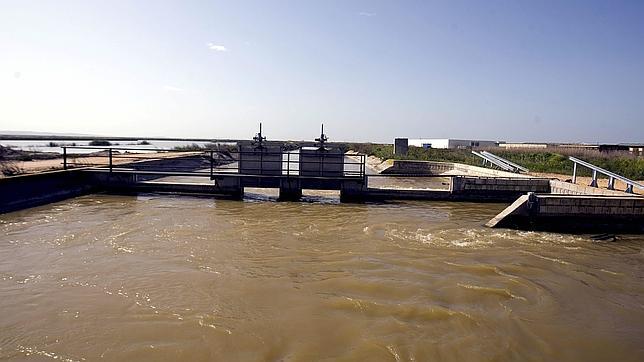 El esturión vuelve a casa por Doñana