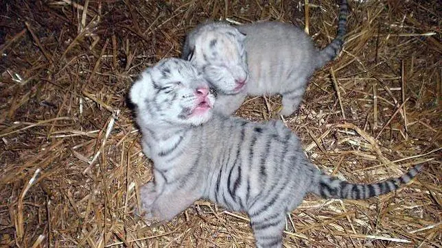 Nacen Dos Crias De La Especie Protegida De Tigre Blanco En El Zoo De Guillena