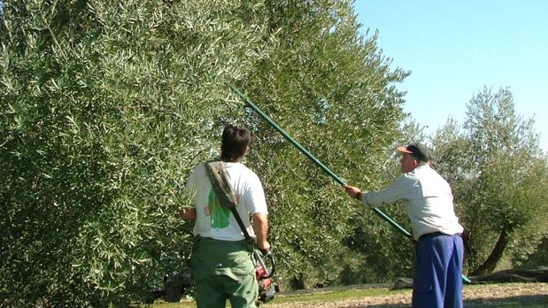 Peon Agricola Y Camarero Lideran El Top Ten De Las Ocupaciones Que Mas Contratos Generan En Cordoba