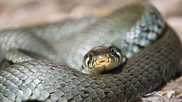 Extraen De Un Carrito De Bebe Una Culebra De Mas De Un Metro De Longitud