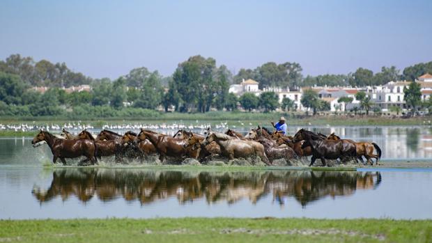 Las labores ganaderas representadas hoy en la Saca de las Yeguas, es uno de los usos tradicionales de Doñana que se remontan siglos atrás
