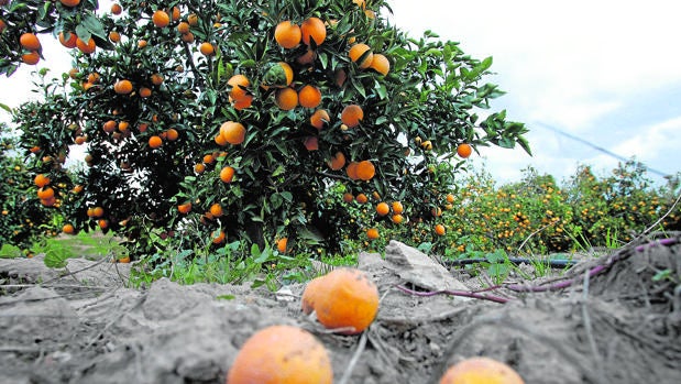 Finca de cítricos en la Vega del Guadalquivir