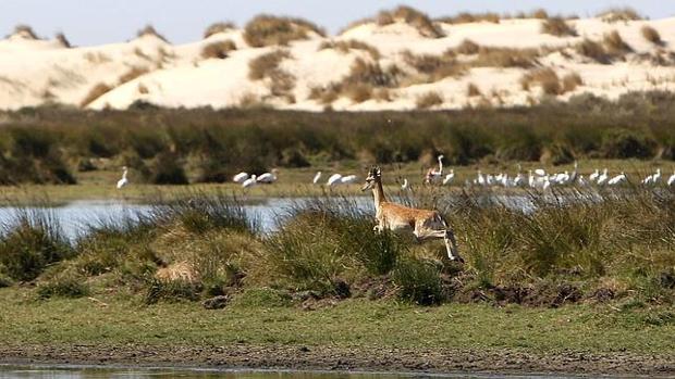 Parque de Doñana