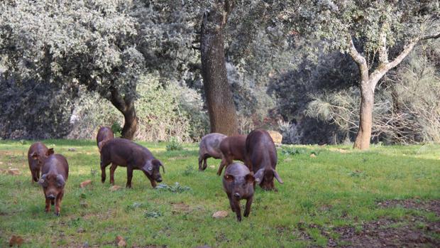 Cerdos ibéricos en la dehesa