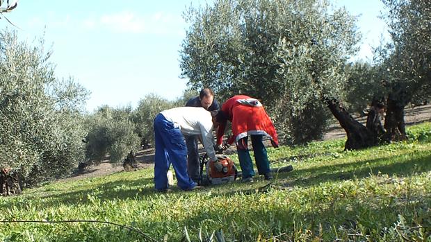 Trabajadores en la recogida de la aceituna en una explotación de Córdoba