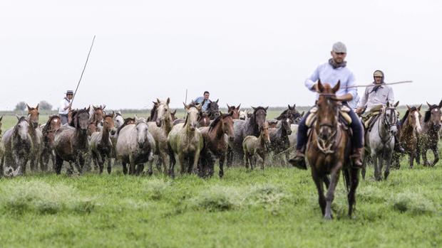 Yegüerizos almoneños desarrollan sus tareas ganaderas en el interior del P.N. de Doñana