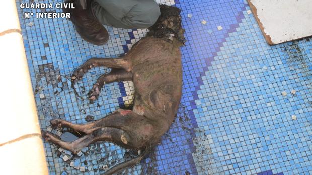 El cadáver del perro fue encontrado en el interior de una piscina del municipio de Vegas del Genil