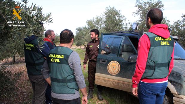Agentes de la Guardia Civil, en un olivar de Córdoba