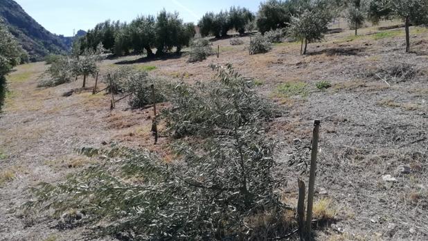 Plantones de olivos talados a uno de los agricultores de Priego