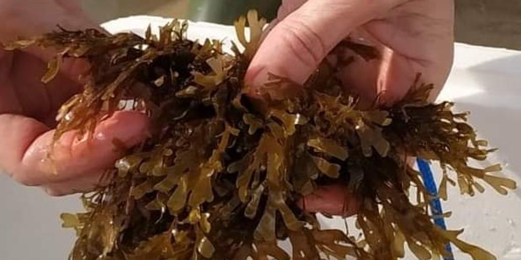 Un kilo de alga invasora, un euro: la iniciativa surgida en Tarifa para