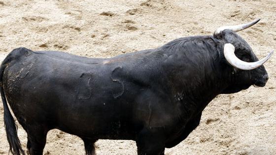 Quinto toro