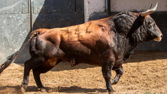 Tercer toro