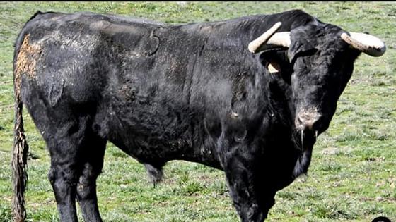Segundo toro