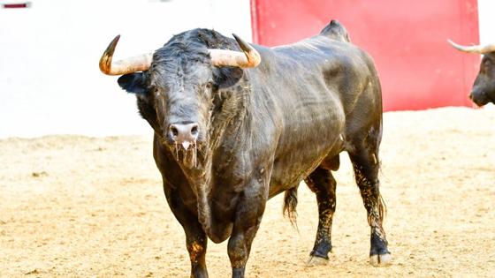 Uno de los toros que se lidian esta tarde en Valencia