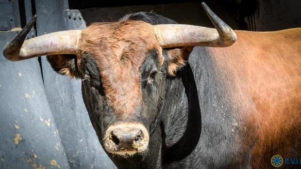 Uno de los toros que se lidiarán hoy en Madrid