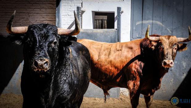 Toros para esta tarde