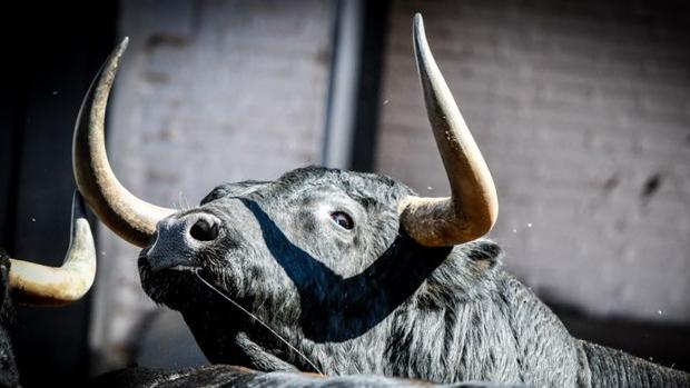 Toro de Cuadri en Las Ventas