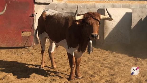 «Messi», un valor seguro en la parada de bueyes del Uno
