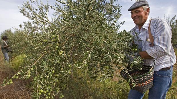 El escaso calibre de las aceitunas marcará esta campaña