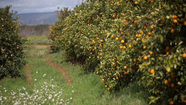 Plantación de naranjos en la provincia de Sevilla