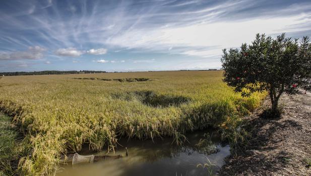 El cultivo del arroz está protegido durante tres años por la cláusula de salvaguardia