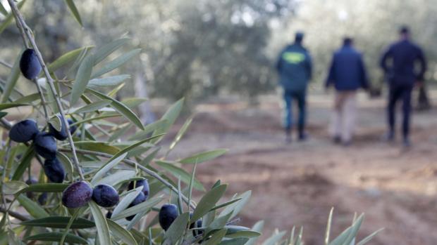 Los robos en el campo han descendido en Andalucía, un 15%, pero en Sevilla han repuntado un 2,5%