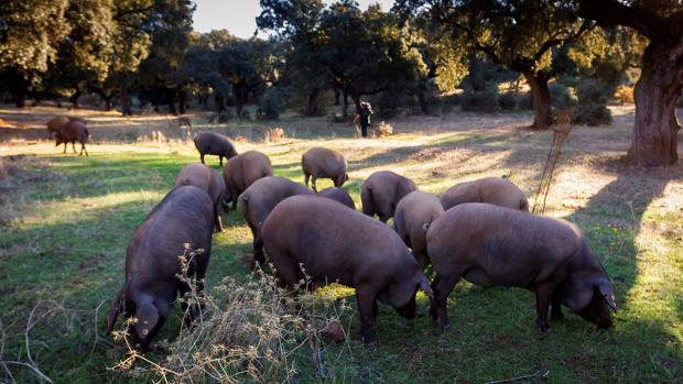 Piara de cerdos se alimenta de bellotas en la montanera