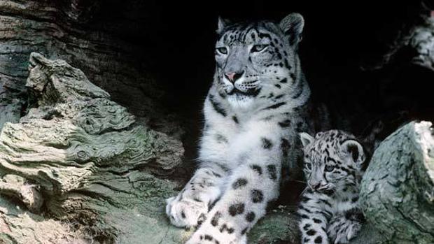 Una hembra de leopardo de las Nieves con su cría