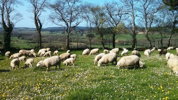 Un rebaño de ovejas pasta en una finca acotada por árboles