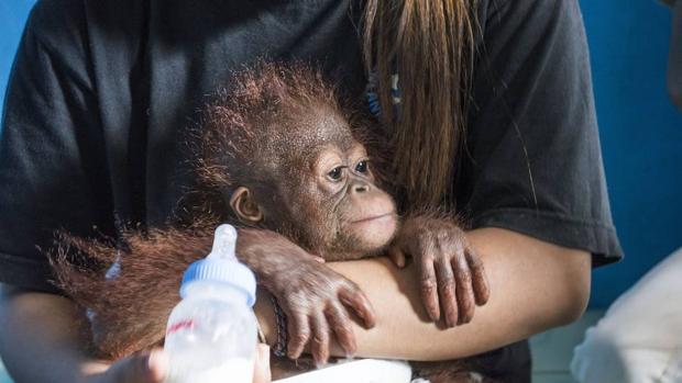 Los orangutanes no estén aumentando un 10%, como asegura el Gobierno indonesio