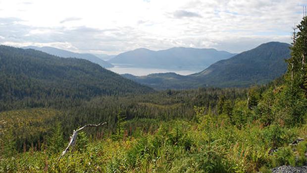 Trump permitirá la explotación de un importante bosque protegido de Alaska