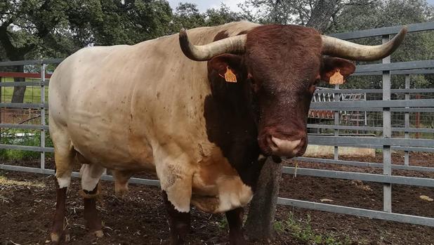 Ejemplar macho de berrenda en colorado en la finca de la premiada ganadería El Capelllan de Constantina