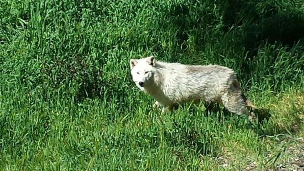 Uno de los ejemplares recién llegados al a reserva natural de El Castillo de las Guardas