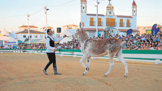 Carlos Román con su burro Caramelo en una exhibición en Gines