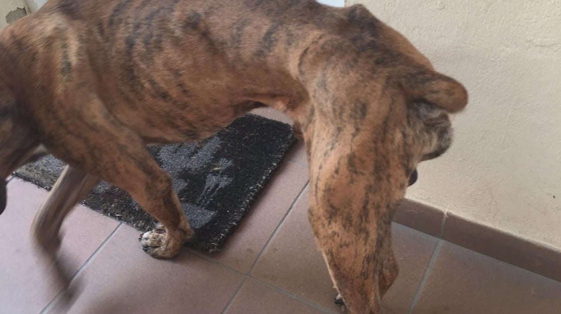 Se Va A Almeria Y Deja A Su Perro Abandonado En Un Piso De Alquiler Desde El Mes De Marzo