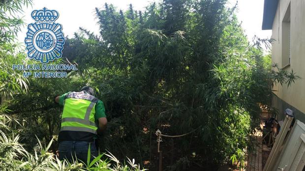 La Policía Nacional de Dos Hermanas ha detenido al propietario de una plantación de marihuana y a los que intentaron robársela