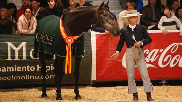 El jinete loreño y presentador de caballos David Marín Risco, durante una prueba en el pasado Sicab