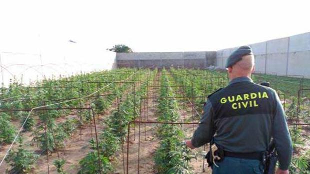 Un agente de la Guardia Civil ante una plantación de marihuana intervenida en la provincia