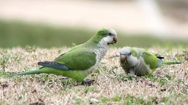 Las cotorras argentinas suponen una amenaza para la fauna autóctona