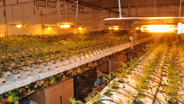 Plantación de marihuana indoor (Archivo)