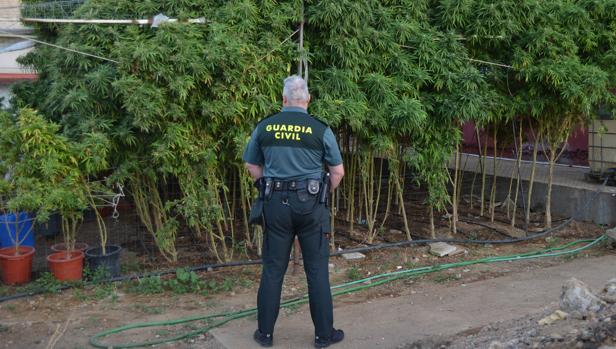 Parcela en la que cultivaban la marihuana