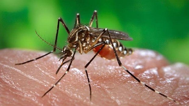 Mosquito de la malaria