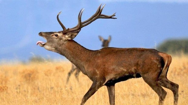 Imagen de un ciervo en el Parque de Doñana