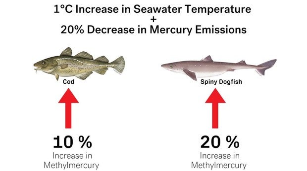 Un aumento de 1 grado en la temperatura del agua de mar y una disminución del 20 por ciento en las emisiones de mercurio dan como resultado aumentos en los niveles de metilmercurio del 10 por ciento en el bacalao y del 20 por ciento en el pez espinoso.