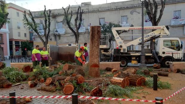 Operarios de la delegación de Parques y Jardines talan árboles en la plaza del Pumarejo de Sevilla